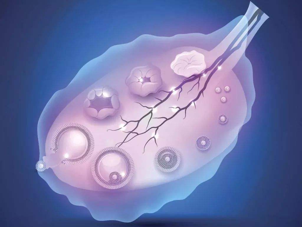 显微镜下卵子受精过程高清图片_蛙客网viwik.com