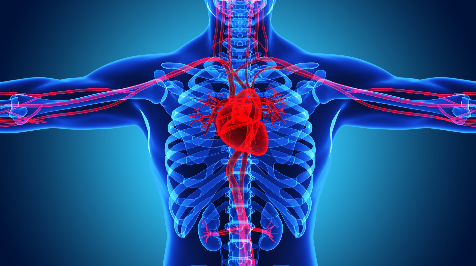 一、心脏的位置和外形-心脏疾病与细胞移植-医学